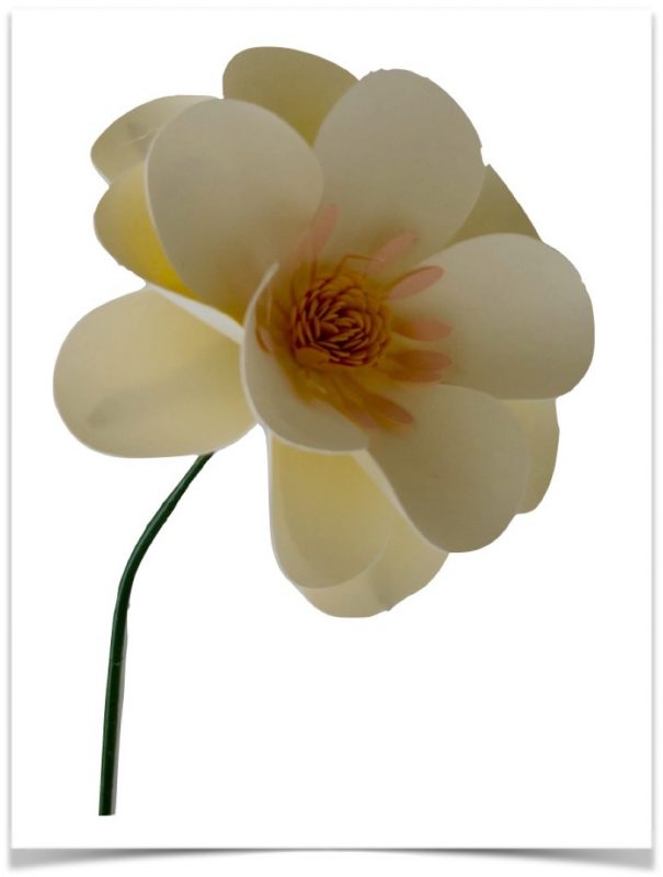 anemone di carta